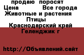 продаю  поросят  › Цена ­ 1 000 - Все города Животные и растения » Птицы   . Краснодарский край,Геленджик г.